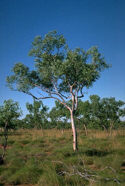 Eucalyptus brevifolia.jpg