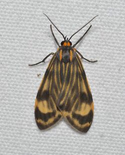 Eucereon phaeoproctum - Moths of Costa Rica (24830196639).jpg