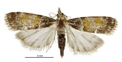 Eudonia thyridias female.jpg