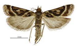 Eudonia xysmatias female.jpg