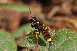 Field digger-wasp (Mellinus arvensis) male 2.jpg