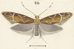 Fig 26 MA I437897 TePapa Plate-XXXVI-The-butterflies full (cropped).jpg