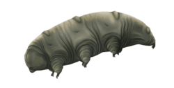 Fossil Tardigrade Dominican Amber.png