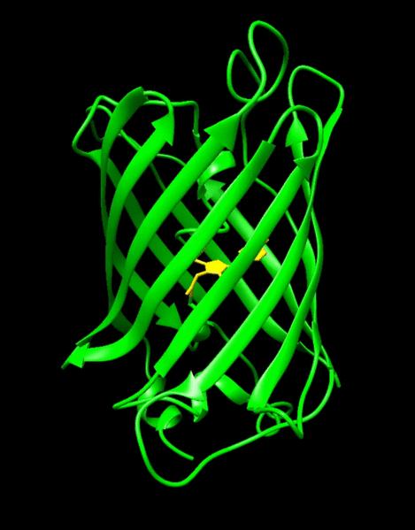 File:GFP Fluorescent Protein Movie.gif