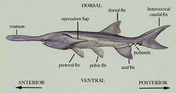 General Morphology of Paddlefish.png