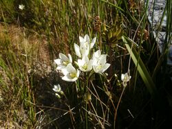Gentianella bellidifolia.JPG