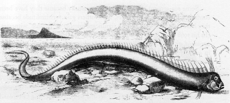 File:Giant oarfish bermuda beach 1860.jpg