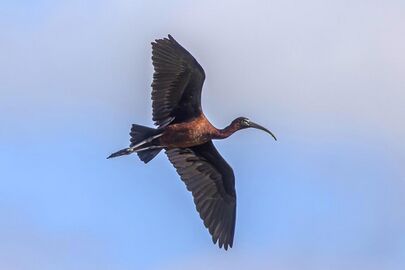 Glossy ibis (Plegadis falcinellus) in flight.jpg