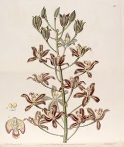 Grammatophyllum multiflorum - Edwards vol 25 (NS 2) pl 65 (1839).jpg
