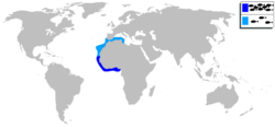 Halobatrachus didactylus mapa.svg