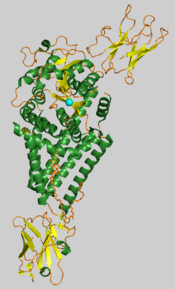 Hyaluronan synthase.png