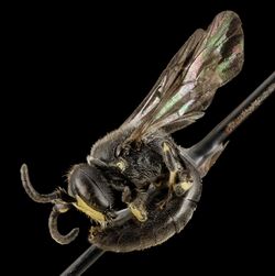 Hylaeus verticalis, M, side, Michigan, Keweenaw County (24069393856).jpg