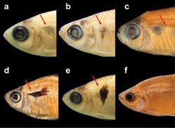 Hyphessobrycon (10.3897-zse.95.34069) Figure 2.jpg