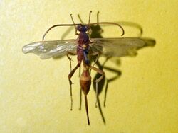 Ichneumonidae - Acroricnus seductor.JPG