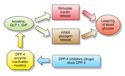 Incretins and DPP 4 inhibitors.svg