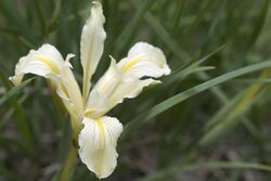 Iris macrosiphon.jpg