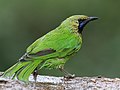 Jerdon's Leafbird, Bengaluru, Vimal Rajyaguru, 01.jpg