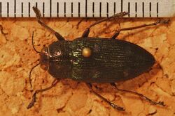 Jewel Beetle (Baudonisia villosiventris) (8282300856).jpg