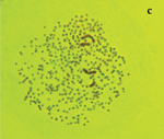 Karyotype of Atlas blue (Polyommatus atlanticus).png