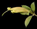 Lambertia rariflora subsp. lutea - Flickr - Kevin Thiele.jpg