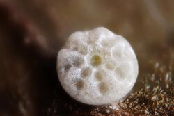 Lycaena dispar egg 2.jpg