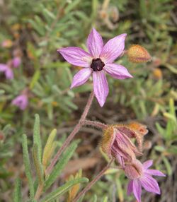 Lysiosepalum involucratum 1.jpg