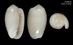 Marginella chudeau (MNHN-IM-2000-648).jpeg