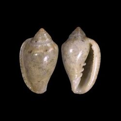 Marginella huberti 001.jpg