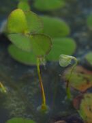Marsilea leaf and fiddlehead.jpg