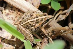 Mascarene ridged frog (Ptychadena mascareniensis) Ranomafana.jpg