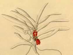 Maxillaria jenischiana (as Ornithidium jenischianum ) - fig. I from Xenia vol 1 pl 84 (1858).jpg