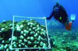 NOAA scuba diver surveying bleached corals.jpg