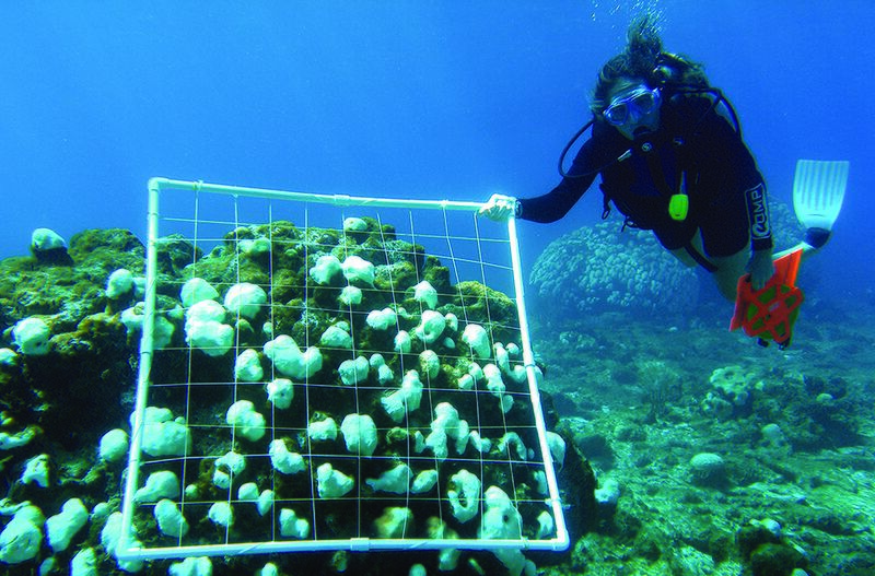 File:NOAA scuba diver surveying bleached corals.jpg