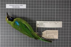 Naturalis Biodiversity Center - RMNH.AVES.27807 1 - Chloropsis aurifrons media (Bonaparte, 1850) - Irenidae - bird skin specimen.jpeg