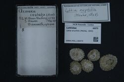 Naturalis Biodiversity Center - RMNH.MOL.136473 - Lottia onychitis (Menke, 1843) - Lottiidae - Mollusc shell.jpeg