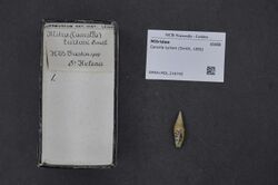 Naturalis Biodiversity Center - RMNH.MOL.216745 - Cancilla turtoni (Smith, 1890) - Mitridae - Mollusc shell.jpeg