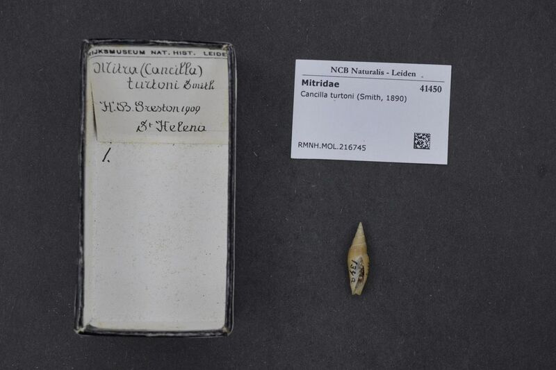 File:Naturalis Biodiversity Center - RMNH.MOL.216745 - Cancilla turtoni (Smith, 1890) - Mitridae - Mollusc shell.jpeg