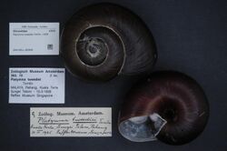 Naturalis Biodiversity Center - ZMA.MOLL.392959 - Platymma tweediei Tomlin, 1938 - Chronidae - Mollusc shell.jpeg