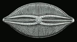 Navicula bullata - Haeckel.jpg
