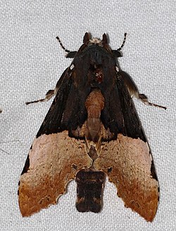 Notodontid Moth (Nystalea severina) (25013813457).jpg