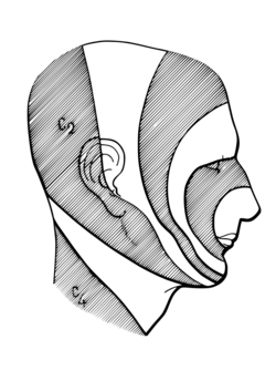 The head in profile, with trigeminal-nerve distribution illustrated