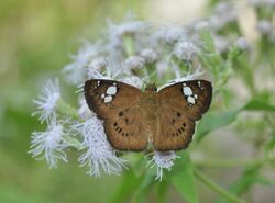 Open wing position of Coladenia agni de Nicéville, 1883 – Brown Pied Flat WLB DSC 0002 (18).jpg