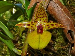Orchid (Bulbophyllum membranifolium) (6771710761).jpg