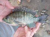 Blue spotted tilapia held in hands