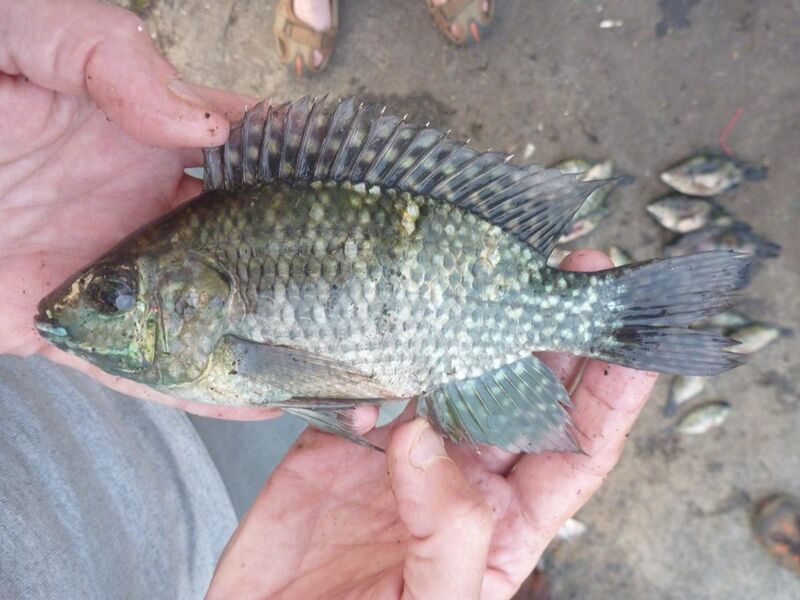 File:Oreochromis leucostictus Lake Malimbe.jpg