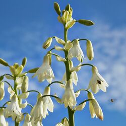 Ornithogalum candicans-IMG 9254.jpg