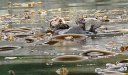 Otter in kelp field.jpg