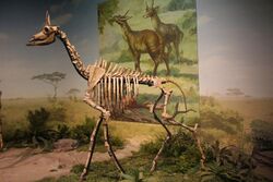 Palaeotragus-Tianjin Natural History Museum.jpg