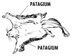Patagium-flying squirrel-psf.png