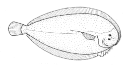 Peltorhamphus novaezeelandiae (New Zealand sole).gif